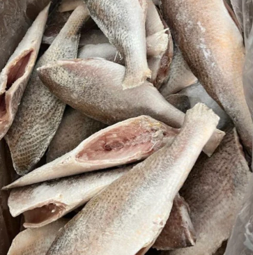 Croaker (6 -7lbs)