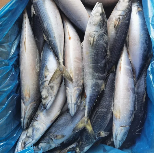 Fresh Mackerel