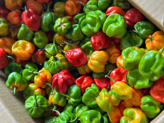 Red Pepper (Scotch Bonnet)